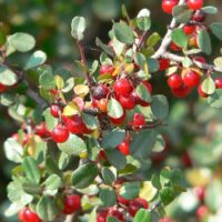 Rhamnus crocea
