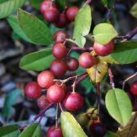 Frangula (Rhamnus) californica ‘Eve Case’