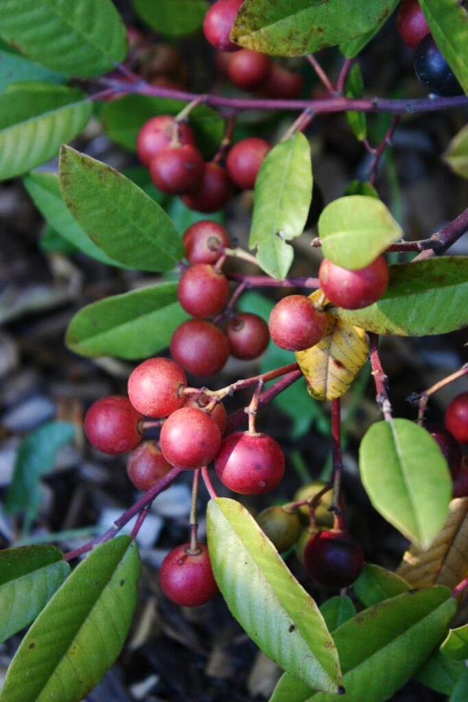 Frangula (Rhamnus) californica 'Eve Case' - California coffeeberry