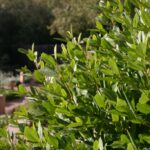 Frangula (Rhamnus) californica 'Eve Case' - California coffeeberry