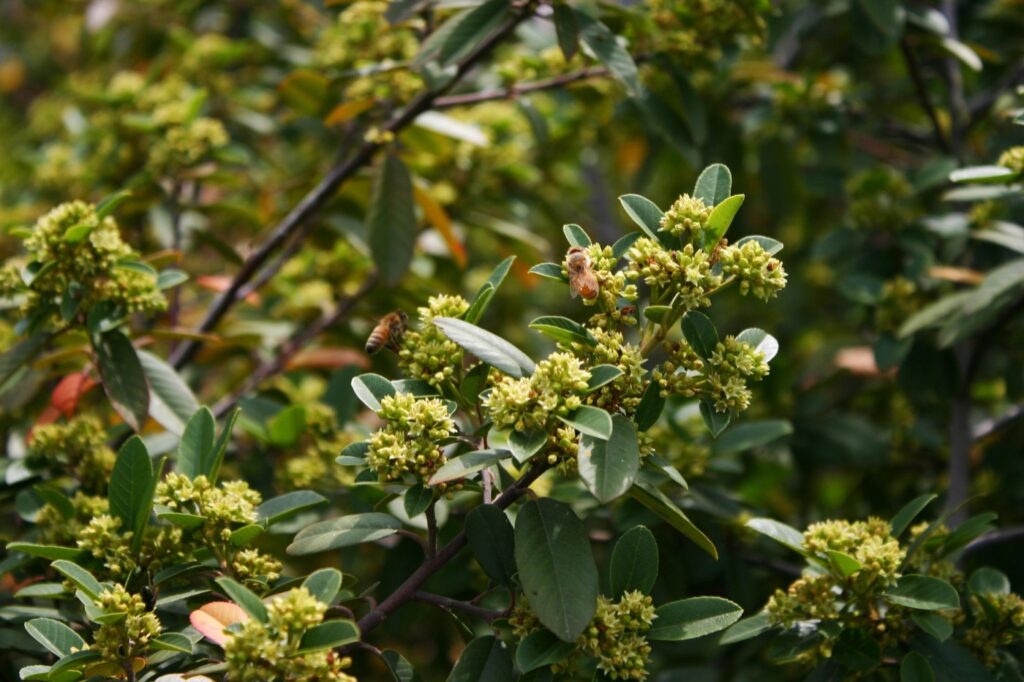 Frangula (Rhamnus) californica 'Mound San Bruno' - California coffeeberry