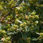 Frangula (Rhamnus) californica 'Mound San Bruno' - California coffeeberry