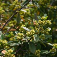 Frangula (Rhamnus) californica ‘Mound San Bruno’