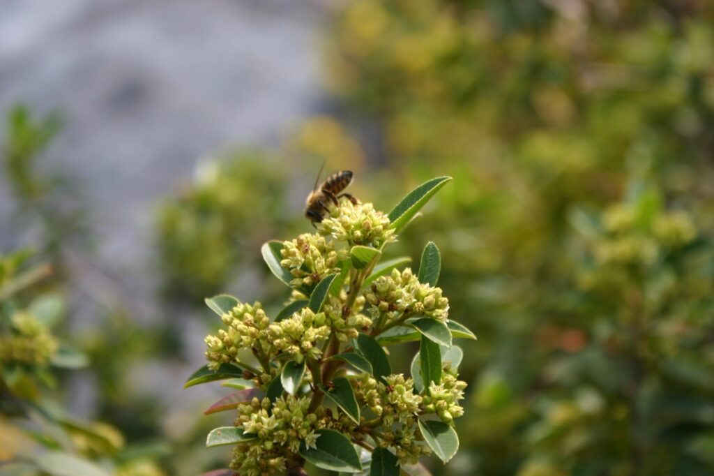 Frangula (Rhamnus) californica 'Mound San Bruno' - California coffeeberry