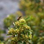 Frangula (Rhamnus) californica 'Mound San Bruno' - California coffeeberry
