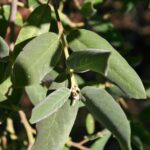 Frangula (Rhamnus) californica ssp. tomentella - serpentine coffeeberry