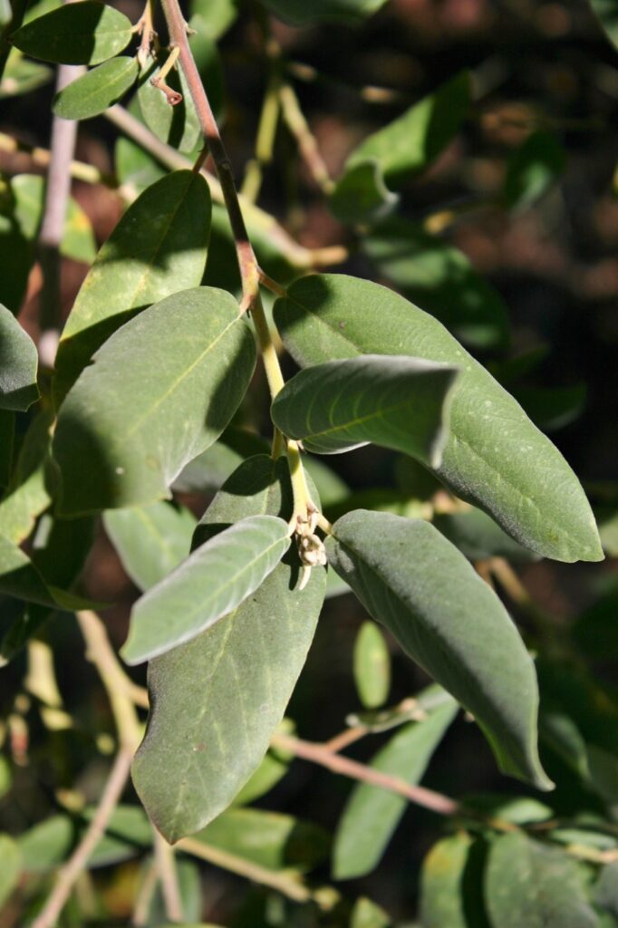 Frangula (Rhamnus) californica ssp. tomentella - serpentine coffeeberry