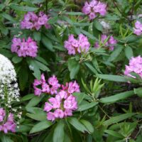 Rhododendron macrophyllum - Pacific rhododendron