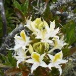 Rhododendron occidentale - western azalea