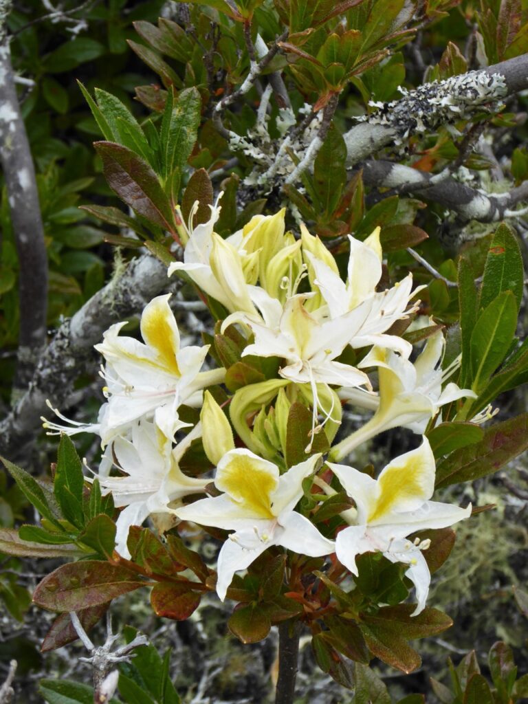 Rhododendron occidentale - western azalea