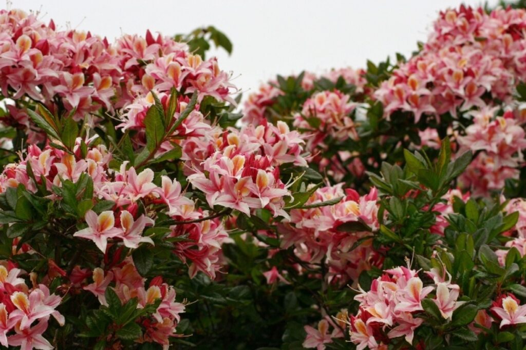 Rhododendron occidentale - western azalea