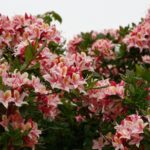 Rhododendron occidentale - western azalea
