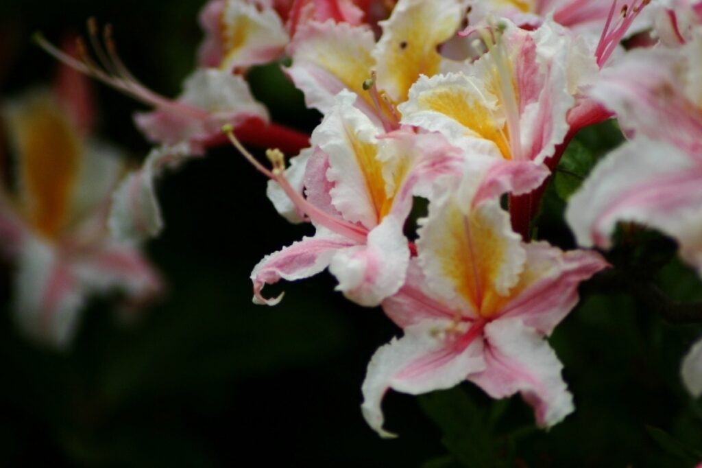Rhododendron occidentale - western azalea
