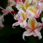 Rhododendron occidentale - western azalea