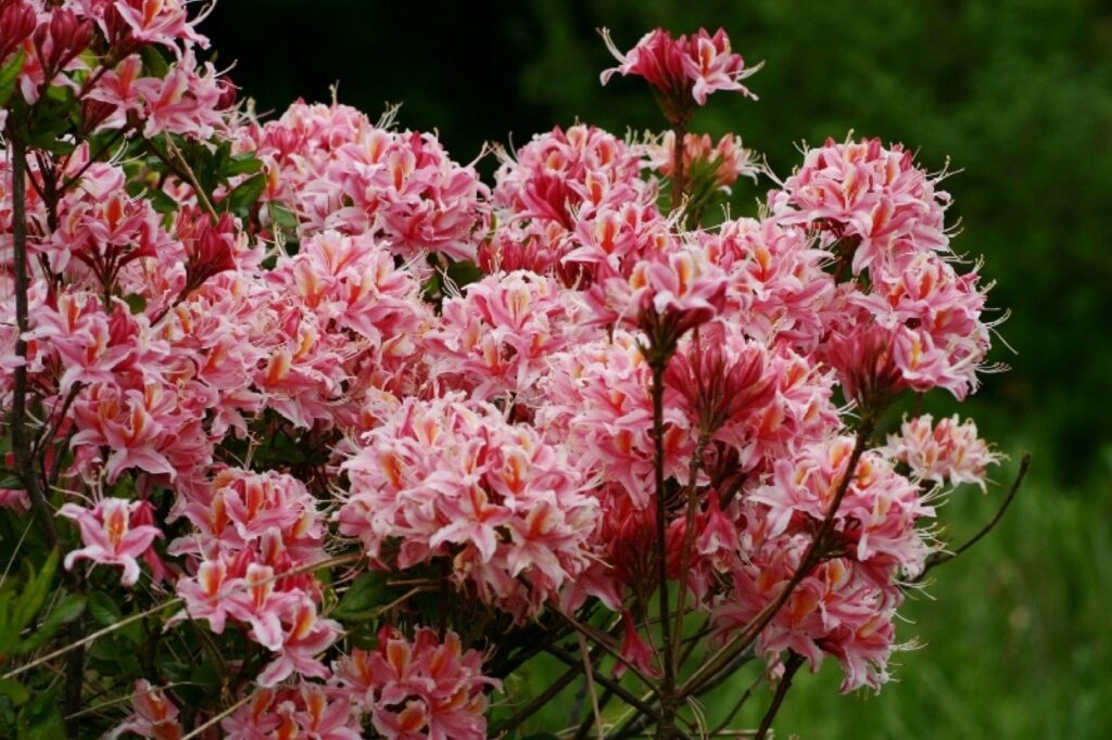 Rhododendron occidentale - western azalea