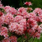 Rhododendron occidentale - western azalea