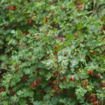 Rhus aromatica - basket bush