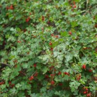 Rhus aromatica - basket bush