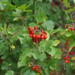 Rhus aromatica - basket bush