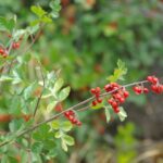 Rhus aromatica - basket bush
