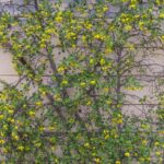 Ribes aureum - golden currant