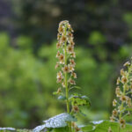 Ribes bracteosum - blue currant