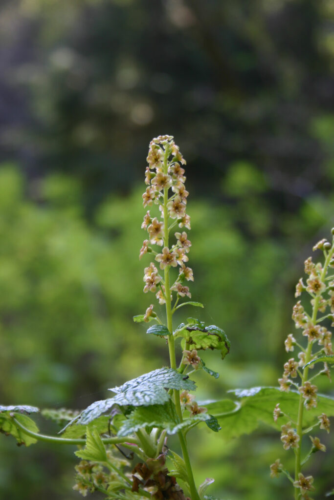 Ribes bracteosum - blue currant