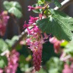 Ribes sanguineum v. glutinosum 'Claremont' - pink flowering currant