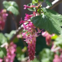 Ribes sanguineum v. glutinosum ‘Claremont’
