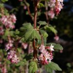 Ribes malvaceum - chaparral currant