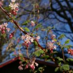 Ribes malvaceum - chaparral currant