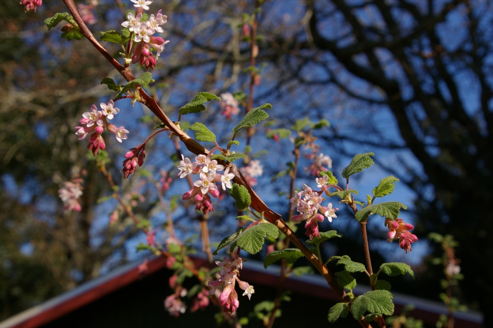 Ribes malvaceum - chaparral currant