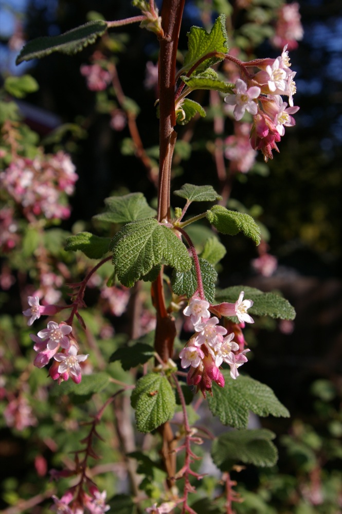 Ribes malvaceum - chaparral currant