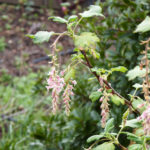 Ribes malvaceum 'Dancing Tassels' - chaparral currant
