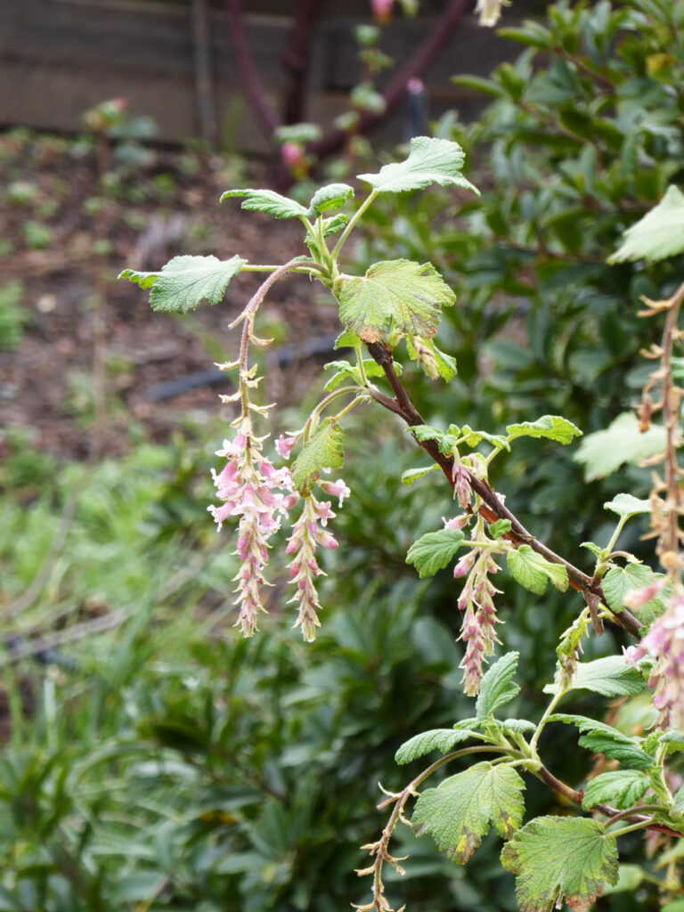 Ribes malvaceum 'Dancing Tassels' - chaparral currant