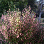 Ribes sanguineum v. glutinosum 'Claremont' - pink flowering currant