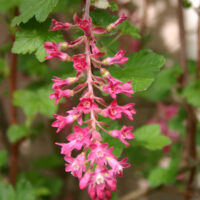 Ribes sanguineum v. glutinosum 'Monte Bello' - pink flowering currant