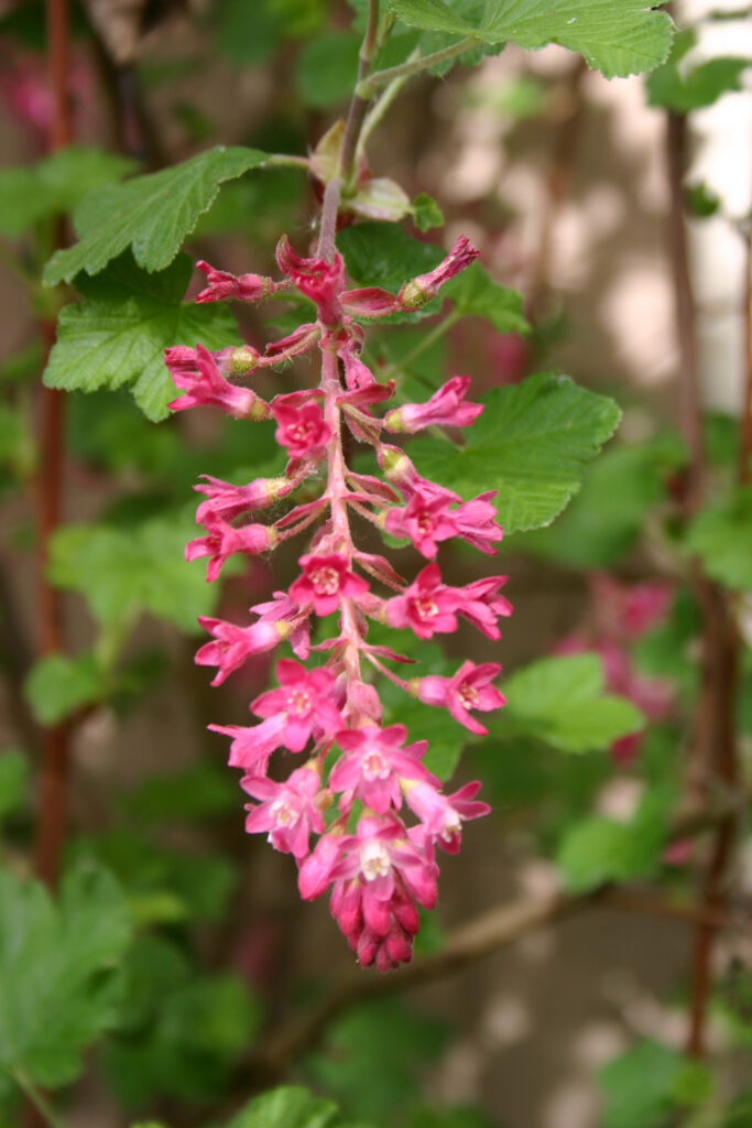 Ribes sanguineum v. glutinosum 'Monte Bello' - pink flowering currant