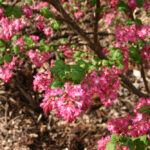 Ribes sanguineum v. sanguineum 'Barrie Coate' - red flowering currant