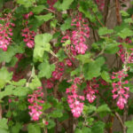 Ribes sanguineum v. glutinosum 'Monte Bello' - pink flowering currant