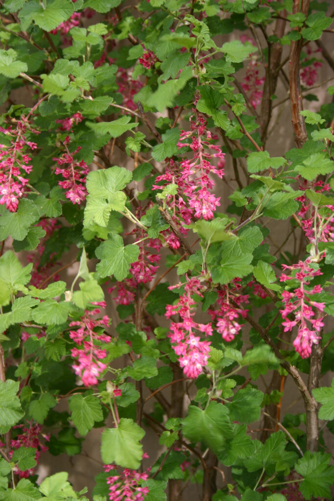 Ribes sanguineum v. glutinosum 'Monte Bello' - pink flowering currant