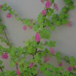 Ribes sanguineum v. sanguineum 'Brocklebankii' - golden-leaved red flowering currant
