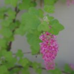 Ribes sanguineum v. sanguineum 'Brocklebankii' - golden-leaved red flowering currant
