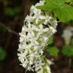 Ribes sanguineum v. sanguineum 'White Icicle' - white flowering currant
