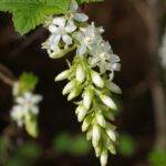 Ribes sanguineum v. sanguineum 'White Icicle' - white flowering currant