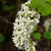 Ribes sanguineum v. sanguineum 'White Icicle' - white flowering currant