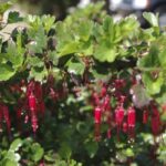 Ribes speciosum - fuchsia-flowered gooseberry