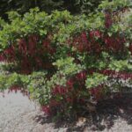Ribes speciosum - fuchsia-flowered gooseberry