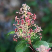 Ribes viburnifolium
