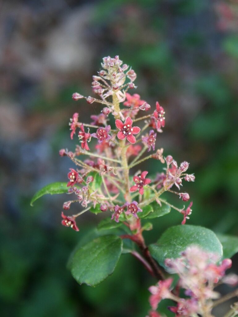 Ribes viburnifolium - Catalina perfume